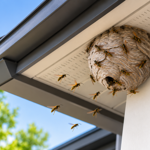Wasp nest removal